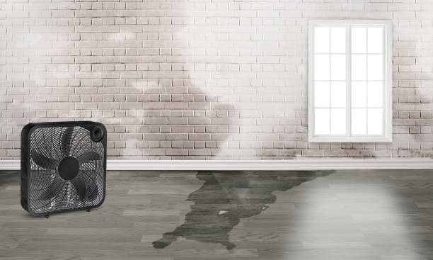 Best Water damage restoration near me  in Bartow, FL